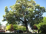 Catalpa Tree