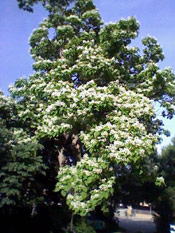 Catalpa Tree Bloom