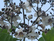Catalpa Tree Blooms