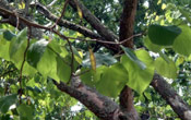 Catalpa Tree Pic