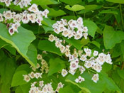 Catalpa Tree in Flower