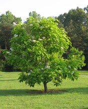 Catalpa Tree Pic