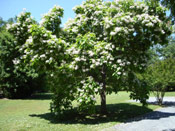 Catalpa Tree Picture