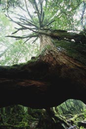 japanese cedar