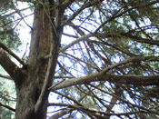 Cedar Tree Picture