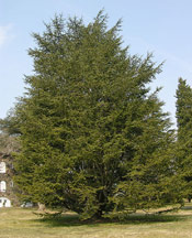 Big Cedar Tree