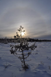 Cedar Tree Halo