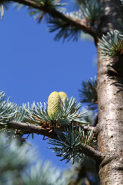 Cedar Tree with Cones