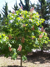 Chestnut Tree Blossoms