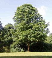 Chestnut Tree