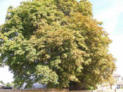 Chestnut Tree