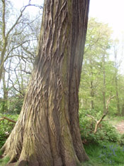 Chestnut Tree Trunk