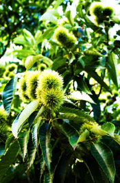 Chestnut Tree