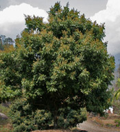 Lychee Tree