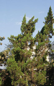 Juniper Trees, Picture of Chinese Juniper Tree