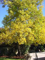 Chinese Tulip Tree