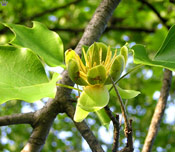 Chinese Tulip Tree