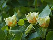 Chinese Tulip Tree Blossom