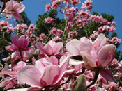 Chinese Tulip Tree Blossoms