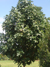 Chinese Tulip Tree