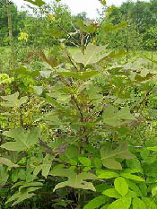 Chinese Tulip Tree Picture