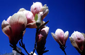 Chinese Tulip Tree Picture