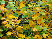 Chinese Tulip Tree Photo