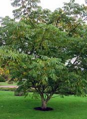 Pictures of Walnut Trees: Chinese Walnut Tree Type