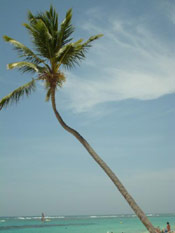 Coconut Palm Tree