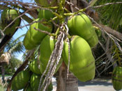 Coconut Palm Tree