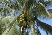 Coconut Palm Tree Photo