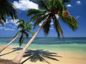 Coconut Palm Tree Picture