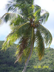 Coconut Palm Tree Picture