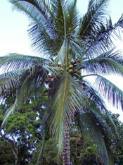 Coconut Palm Tree Photo