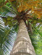 Coconuts