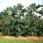 Coffee Tree Picture