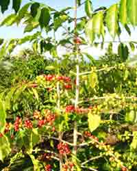 Coffee Tree Pic