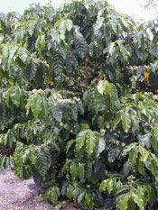 Coffee Tree Picture