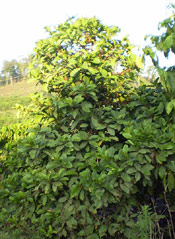 Coffee Tree