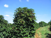 Coffee Tree Brazil