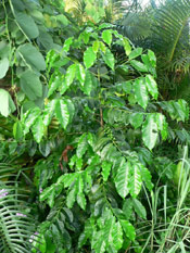 Coffee Tree Photo