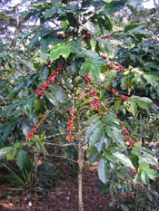 Coffee Tree Pic
