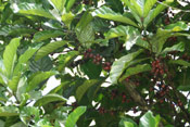 Coffee Tree Picture