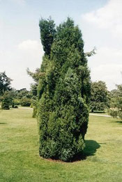 Juniper Tree Picture, Photo of Common Juniper Tree