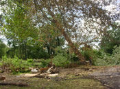 Cottonwood Tree