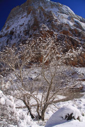 Cottonwood Tree Photo