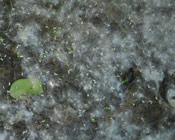 Eastern Cottonwood Tree