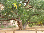 Cottonwood Tree