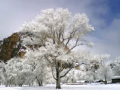 Winter Tree Pictures: Cotton Wood Tree in Winter's Snow