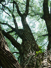 Cottonwood Tree